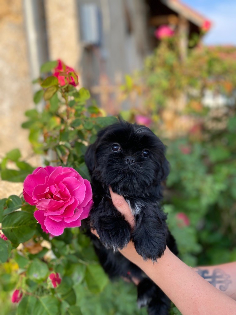 the Dynasty of Royaume de Laurie - Chiot disponible  - Shih Tzu