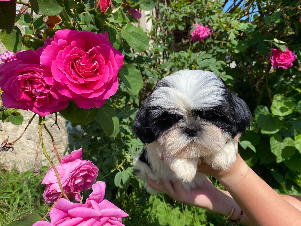 the Dynasty of Royaume de Laurie - Chiot disponible  - Shih Tzu