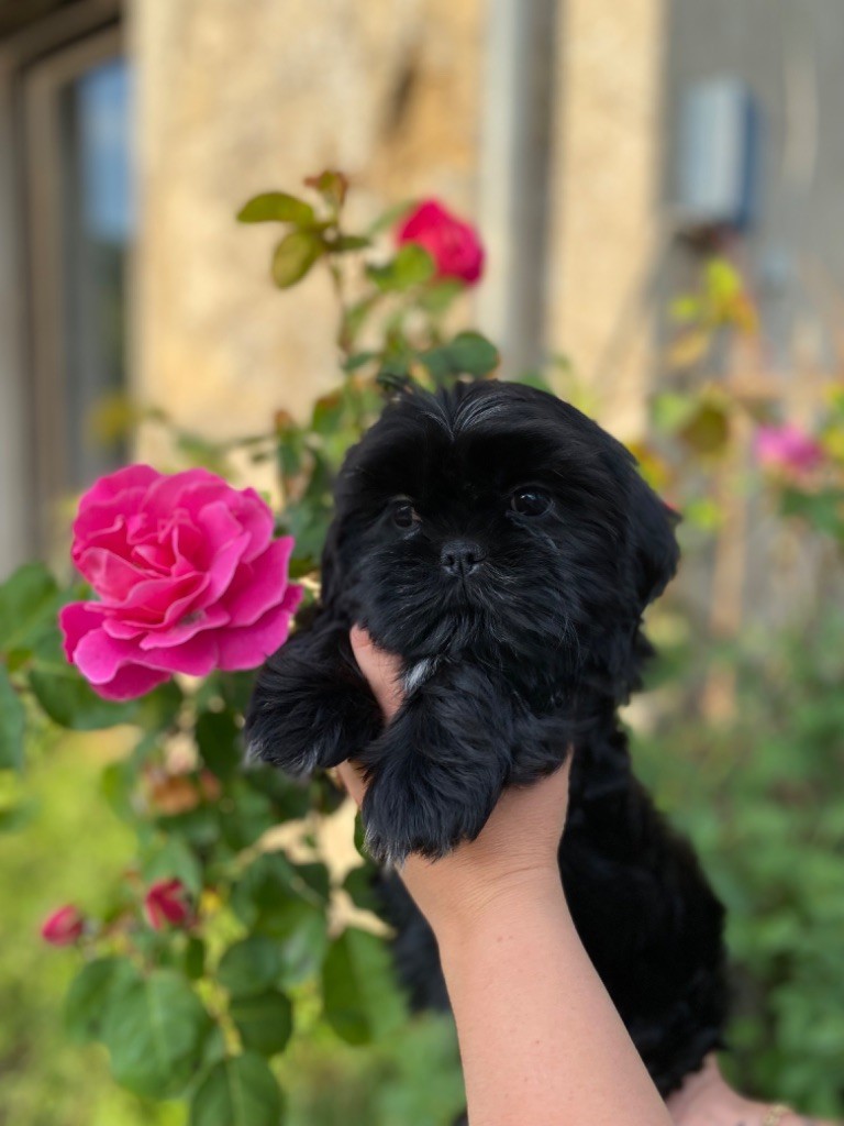 the Dynasty of Royaume de Laurie - Chiots disponibles - Shih Tzu