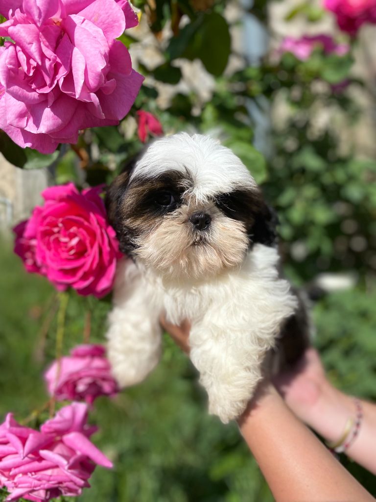 the Dynasty of Royaume de Laurie - Chiots disponibles - Shih Tzu